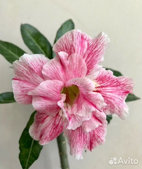 Адениум привитый