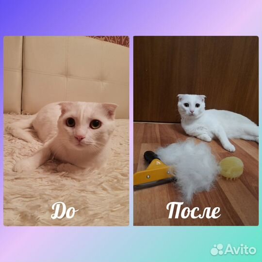 Грумер стрижка собак с выездом на дом