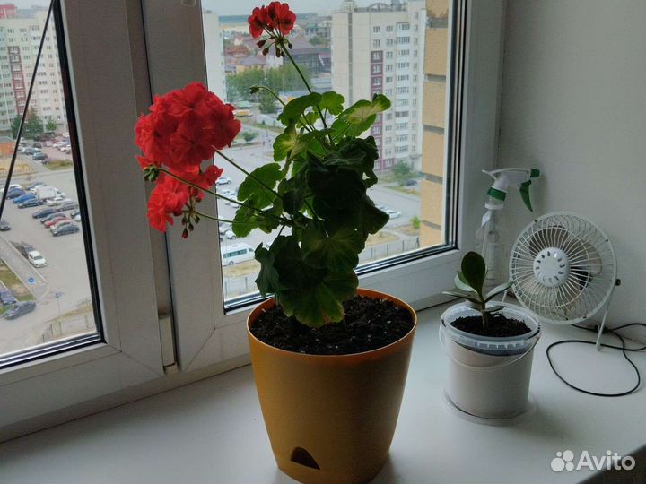 Герань пеларгония