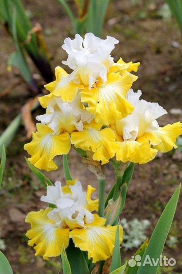 Ирисы бородатые