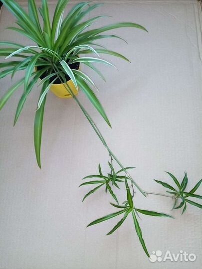 Хлорофитум