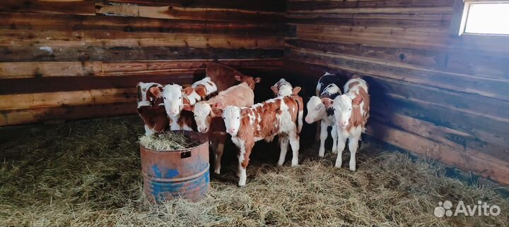 Телята симменталы