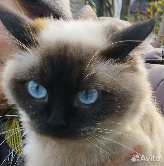 Только в добрые руки