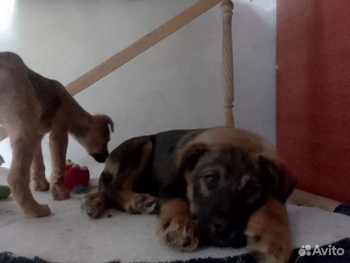 Щенок в добрые руки