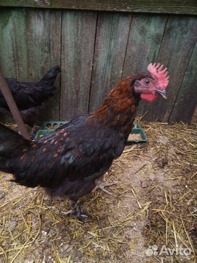 Молодые петушки Мараны