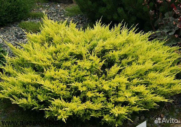 Саженцы можжевельника