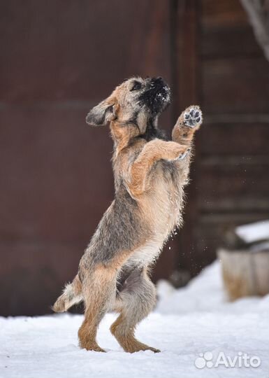 Щенок бордер терьера