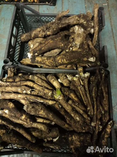 Корень хрена