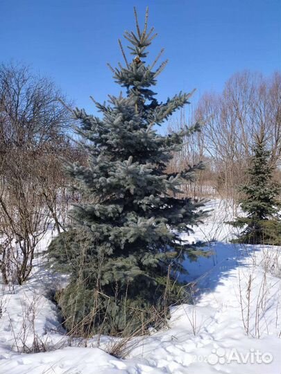 Ель голубая