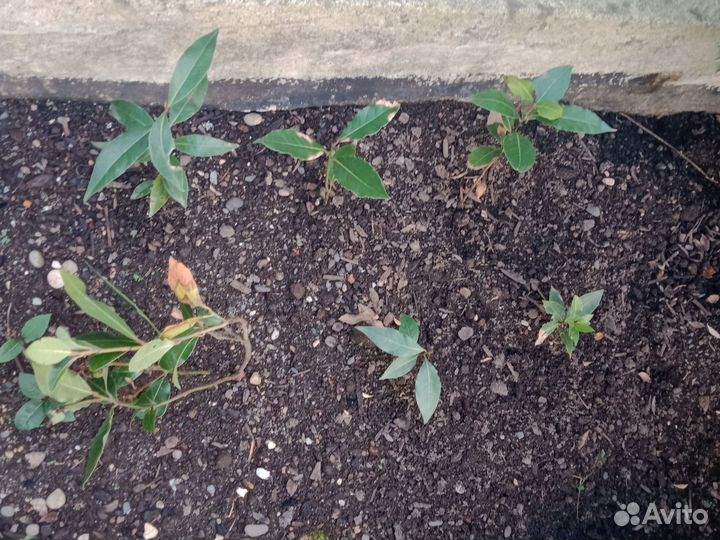 Лавровый саженцы
