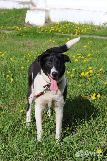 Яркая Айла, стерилизована