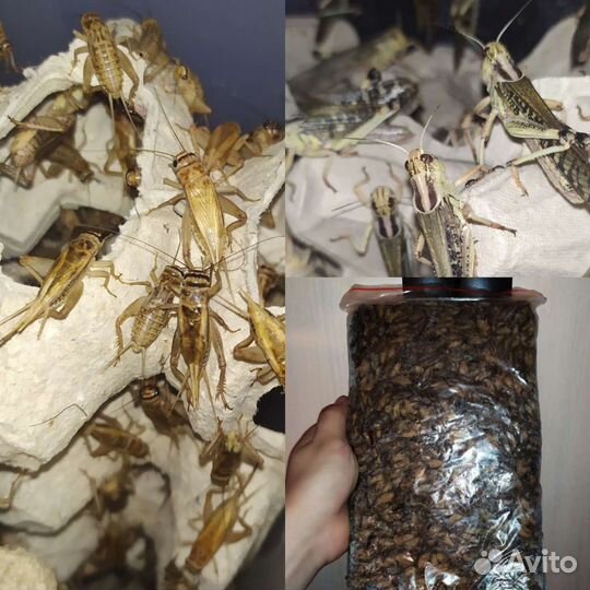 Кормовые насекомые Сверчок, Таракан, Зофобас и т.п