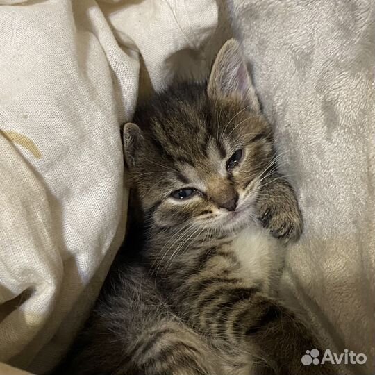 Котята в добрые руки даром