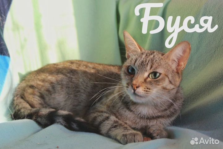 Животные из приюта ищут дом