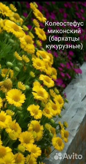 Семена бархатцев