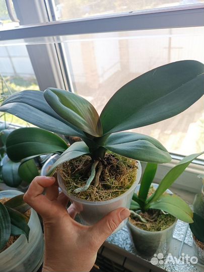 Орхидея фаленопсис