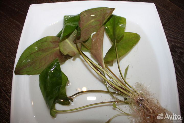 Аквариумные растения