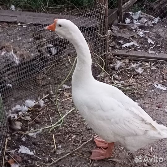 Гуси холмогорские