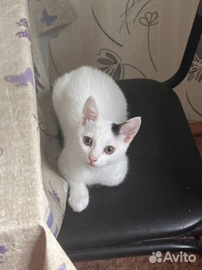 Турецкая ангора