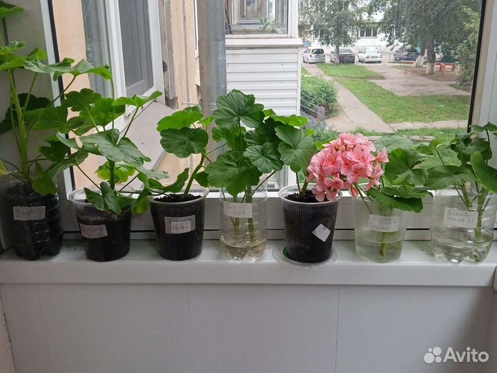 Герань пеларгония