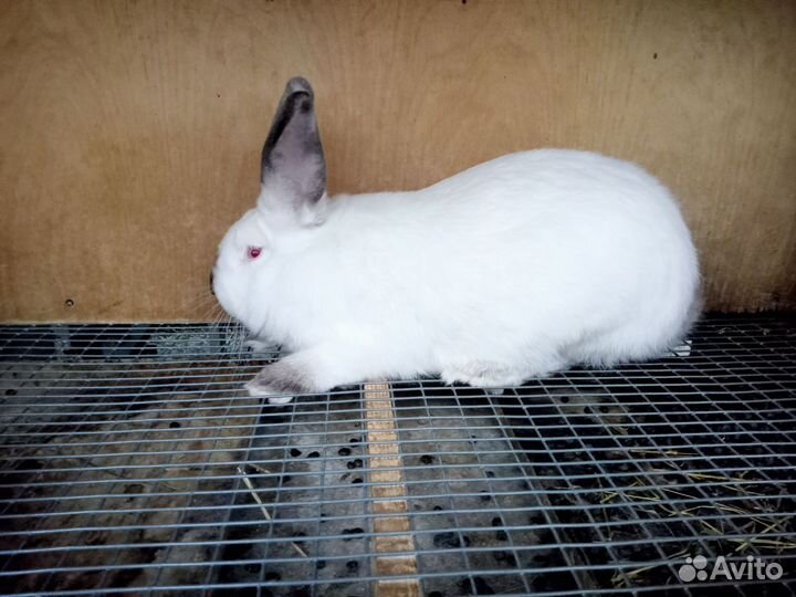 Кролики мясных пород