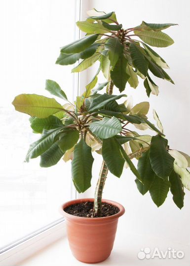 Молочай детки