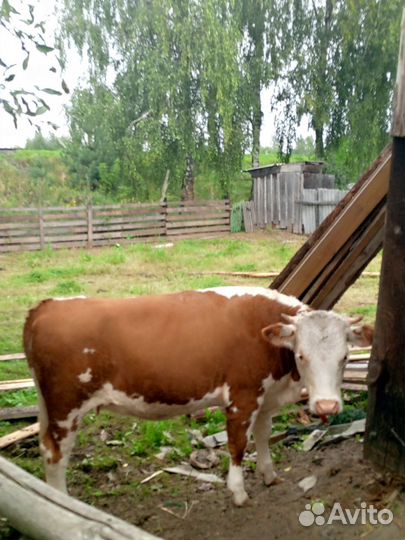 Быки бычки телята