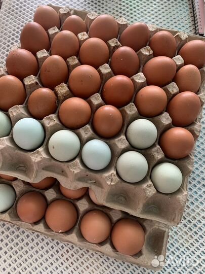 Курица домашняя + домашние яйца