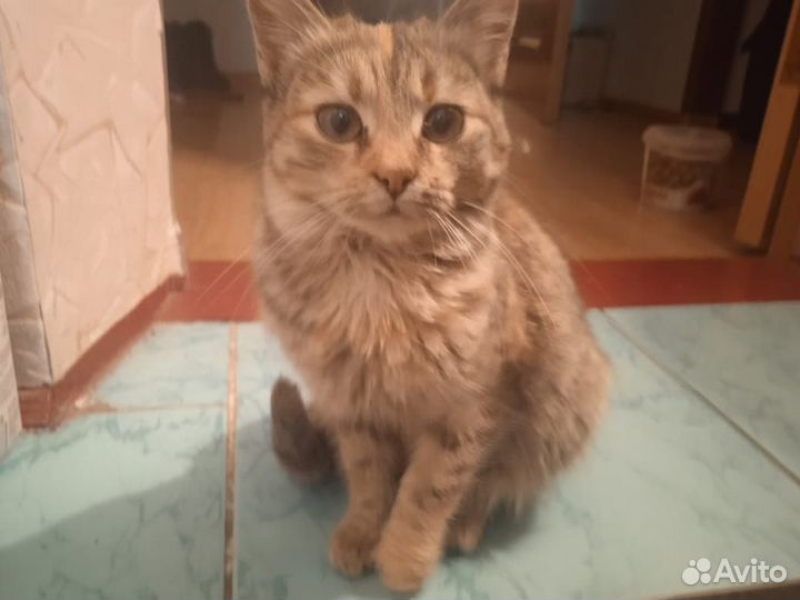 Отдам кошечку 5 месяцев