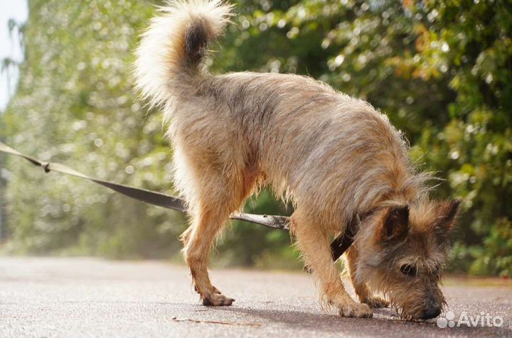 Собака в добрые руки