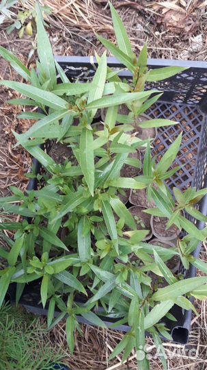 Цветы и растения для сада