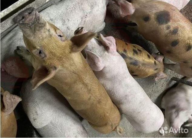 Мясо деревенское,свинина.Убой,доставка уже сегодня