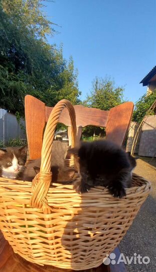 Котята в добрые руки 1 месяц