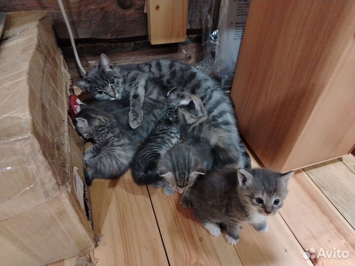 Котята в добрые руки бесплатно