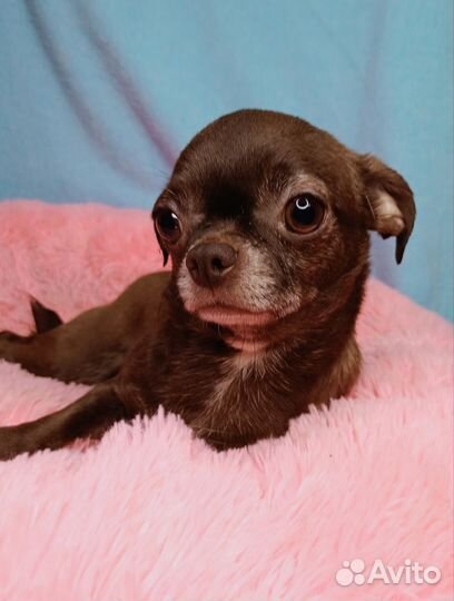 Девочка чихуахуа 3 года