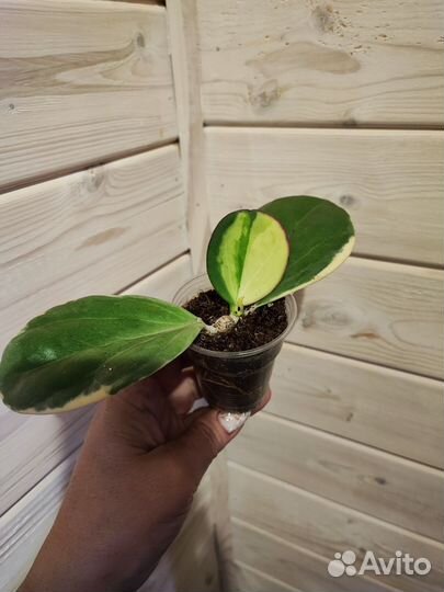 Хойя Pachyclada albo,caudata silver