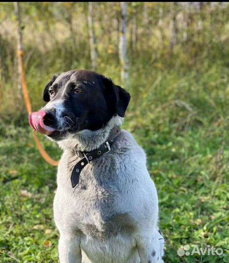 Собачка метис