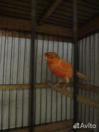 Кенарь и канарейки