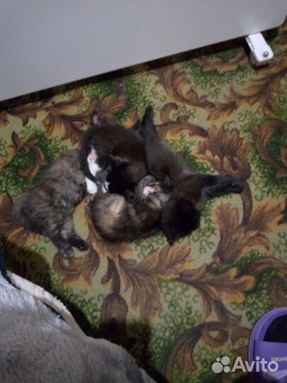 Кошка в дар бесплатно