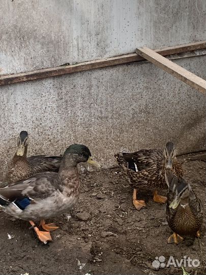 Подсадные утки