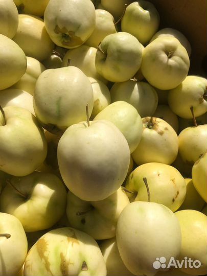 Яблоки домашние