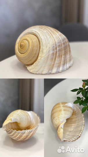 Декоративные морские ракушки