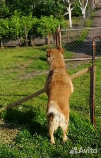 Собака алабай