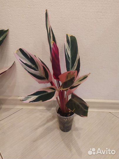 Строманта триколор