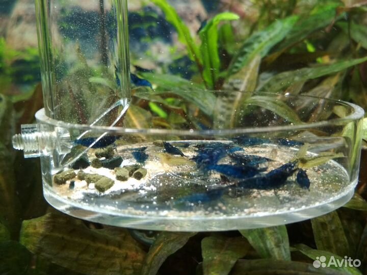 Креветки Blue Dream