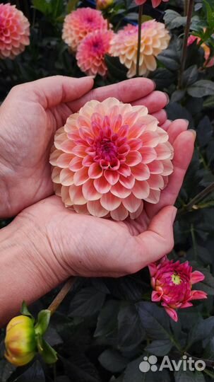 Георгины (Далия) делёнки