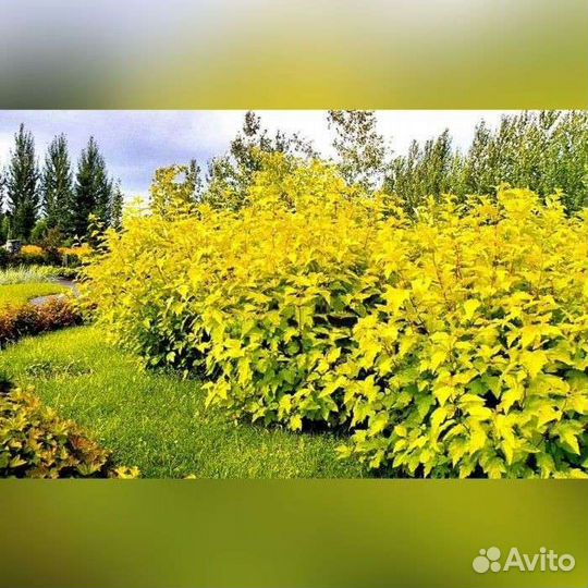 Пузыреплодник лютеус