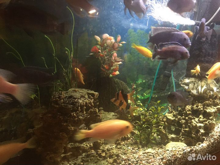 Аквариум с рыбами