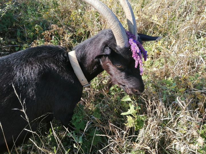 Козлик
