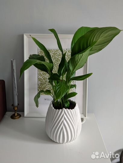 Распродаю растения в красивых горшках